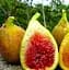 Саджанець Agro-Market Інжир бурштиновий Кадота саджанець 2 роки (ремонтантний, ранній сорт) (52640) 1 шт. в упаковці - мініатюра 1