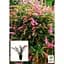 Саженец Agro-Market Буддлея Давида 3х летняя Pink Delight С2 (100247) 1 шт. в упаковке - миниатюра 3