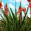 Саджанець Agro-Market Сукулент Aloe Arborescens Столітник (182118) 1 шт. в упаковці - мініатюра 1
