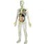 Конструктор анатомічний Miniland Анатомія людини (99060) - мініатюра 1