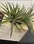 Саджанець Agro-Market Тілландсія Іонанта (Tillandsia Ionantha) атмосферна 1 шт. в упаковці (52061) - мініатюра 6