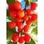 Саженец Agro-Market Кизил Коралловый розовый 1 шт. в упаковке (35872) - миниатюра 2