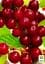 Саджанець Agro-Market Вишня Чудо вишня (Черевишня) гібрид черешня + вишня (літній сорт, ранній термін дозрівання) 1 шт. в упаковці (17576) - мініатюра 2