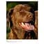 Encyclopedia of Dogs - Джексон Том - миниатюра 2