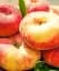 Саженец Agro-Market Инжирный персик Никитский (летний сорт, поздний срок созревания) 1 шт. в упаковке (25771) - миниатюра 1