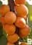 Саженец Agro-Market Абрикос Олимп (летний сорт, ранний срок созревания) 1 шт. в упаковке (35989) - миниатюра 2