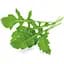 Змінний картридж Click & Grow Smart Garden Рукола, 3 капсули (8769) - мініатюра 3