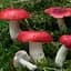 Сухий зерновий міцелій "Сироїжка" 10г (45506) - мініатюра 1