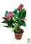 Саджанець Agro-Market Антуріум (Anthurium) Sempre 40-60 см кімнатний 1 шт. в упаковці (115203) - мініатюра 3
