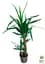 Саджанець Agro-Market Юка на штамбі Yucca Treculeana 2-х ярусна кімнатна 80-100 см 1 шт. в упаковці (182696) - мініатюра 3