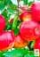 Саджанець Agro-Market Яблуня Моді (зимовий сорт, пізній термін дозрівання) 1 шт. в упаковці (39832) - мініатюра 2