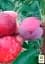 Саджанець Agro-Market Сливово-черешневий гібрид Світ Тріат (надзвичайно солодкий сорт, середній термін дозрівання) 1 шт. в упаковці (114637) - мініатюра 2