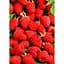 Саженец Agro-Market Малина Маравилла 2 шт. в упаковке (44768) - миниатюра 2