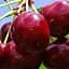 Саженец Agro-Market Черешня Гермередорфская (летний сорт, поздний срок созревания) (35974) 1 шт. в упаковке - миниатюра 1
