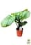 Саджанець Agro-Market Калатея крупнолистова Orbifolia кімнатна 40-50 см 1 шт. в упаковці (176494) - мініатюра 4