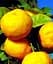 Саженец Agro-Market Лайм желтый на штамбе с плодом 3-х летний Limetta Pursha (25-45 см) (62522) 1 шт. в упаковке - миниатюра 2