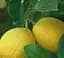 Саджанець Agro-Market Лимон Лисбон (44374) 1 шт. в упаковці - мініатюра 2