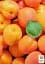 Саджанець Agro-Market Абрикос Янтар весняний (літній сорт, надранній термін дозрівання) 1 шт. в упаковці (179967) - мініатюра 2