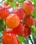 Саджанець Agro-Market Черешня рожева Розовинка рання 1 шт. в упаковці (39901) - мініатюра 1