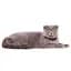 Ошейник для кошек и мелких пород собак Waudog Nylon Апельсины с QR паспортом XS 20-30x1 см - миниатюра 3