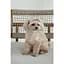 Кепка Pet Fashion Glamor для собак М - миниатюра 6