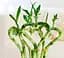 Саджанець Agro-Market Бамбук кімнатний Lucky Bamboo (Dracaena Sanderiana) (50680) 1 шт. в упаковці (кімнатний) - мініатюра 2