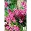 Саженец Agro-Market Эрика травянистая Atrorubra горшок P11 (46345) 1 шт. в упаковке - миниатюра 2