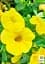 Саджанець Agro-Market Калібрахоа Calipetite Yellow 1 шт. в упаковці (178518) - мініатюра 3