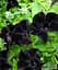 Сурфінія Black Velvet (контейнер №10 висота 10-15 см) Agro-Market 1 саджанець в упаковці (47995) - мініатюра 1