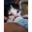 Kittens – Олдертон Дэвид - миниатюра 4