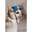 Панама Pet Fashion Stars для собак М - мініатюра 4