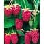 Саджанець Agro-Market Малиново - ожиновий гібрид Логанберрі торнлесс (Thornless Loganberry) (ранній термін дозрівання, безколючковий сорт) Корневище 1 шт. (43052) - мініатюра 1