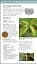 Herbal Remedies Handbook - мініатюра 7
