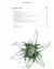 For the Love of Diamonds: The Fine Jewelry Book - миниатюра 6