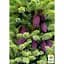 Саженец Agro-Market Ель Вильсона Picea Wilsonii (горшок P9) (49259) - миниатюра 2