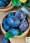 Саженец Agro-Market Слива Эмпресс 1 шт. в упаковке (40013) - миниатюра 4