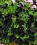 Сурфінія Black Velvet (контейнер №10 висота 10-15 см) Agro-Market 1 саджанець в упаковці (47995) - мініатюра 2