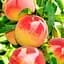 Саджанець Agro-Market Персик Роял Ві (літній сорт, середній термін дозрівання) (21368) 1 шт. в упаковці - мініатюра 1