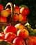 Саджанець Agro-Market Яблуня Чемпіон (Ранньозимовий сорт) (25647) 1 шт. в упаковці - мініатюра 4