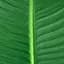 Штучна рослина Engard Banana Tree 155 см (TW-09) - мініатюра 2