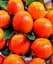 Саджанець Agro-Market Хурма Острів фантазій (Fantasy island) морозостійкий сорт на віргінському підщепі яскраво-оранжевого кольору 1 шт. в упаковці (61710) - мініатюра 1