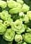 Троянда флорібунда Agro-Market Lovely Green саджанець класу АА+ в контейнері (180845) - мініатюра 3