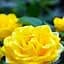 Троянда шрабова Agro-Market Persian Yellow 1 шт. в упаковці (37278) - мініатюра 1