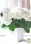 Саджанець Agro-Market LMTD Гортензія крупнолистова квітуча 3-річна Bright White (30-40см) (159470) - мініатюра 2