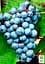 Саджанець Agro-Market Виноград Голубок (винний сорт) 1 шт. в пакуванні (44323) - мініатюра 2