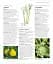 Encyclopedia of Herbal Medicine - мініатюра 14