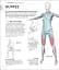 Science of HIIT - мініатюра 13