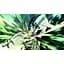 Ключ активації Microsoft Bleach Rebirth of Souls Ultimate Edition для Xbox Series S/X - мініатюра 2