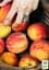 Саженец Agro-Market Персик оранжевый колонновидный с загаром на солнечной стороне Сувенир (Souvenir) (премиальный среднеспелый сорт) 1 шт. в упаковке (21352) - миниатюра 2