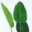 Штучна рослина Engard Banana Tree 155 см (TW-09) - мініатюра 3
